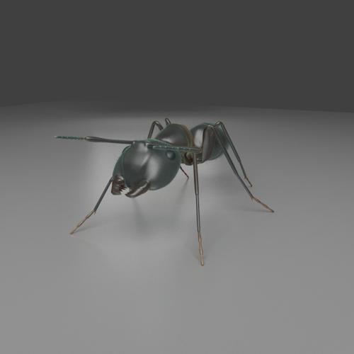 Carpenter Ant Cycles preview image